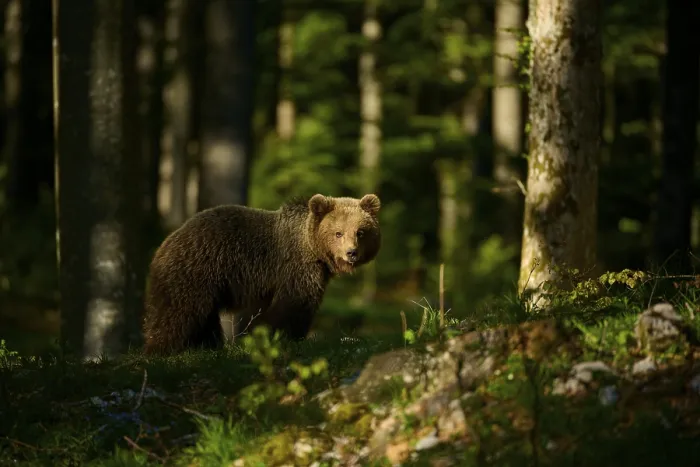 Gerahmter Druck : Ein brauner Bär steht in einer sonnendurchfluteten Wald. Gerahmter Druck : Ein brauner Bär steht in einer sonnendurchfluteten Wald.