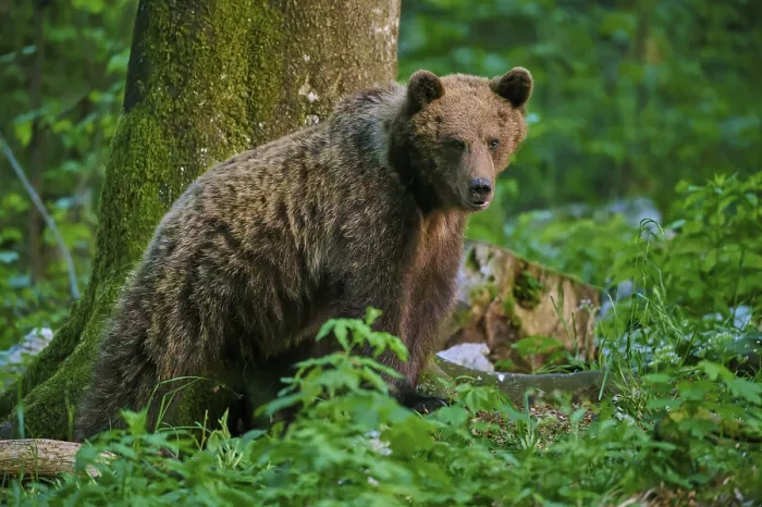 Gerahmter Druck : Ein brauner Bär steht wach neben einem Baum im Wald. Gerahmter Druck : Ein brauner Bär steht wach neben einem Baum im Wald.