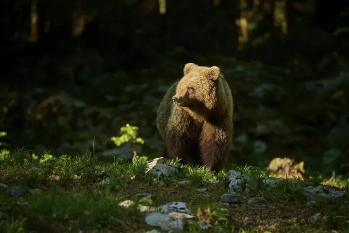 Gerahmter Druck : Ein brauner Bär steht im Wald. Gerahmter Druck : Ein brauner Bär steht im Wald.