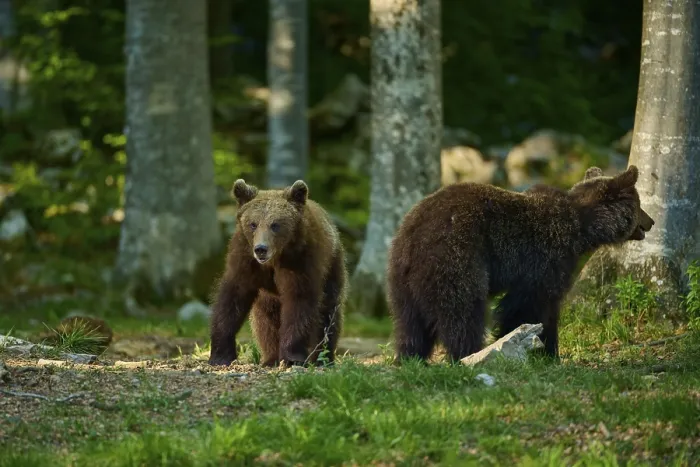 Gerahmter Druck : Zwei braune Bären stehen im Wald. Gerahmter Druck : Zwei braune Bären stehen im Wald.