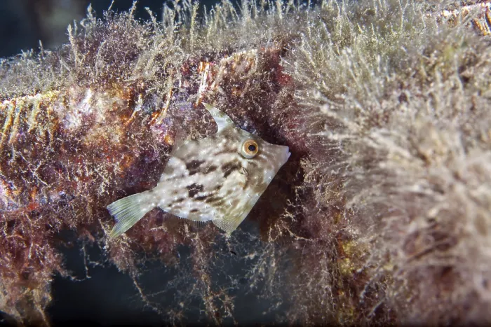 Gerahmter Druck : Brown-Rückenfisch (Stephanolepis hispidus), Lanzarote. Kanarische Inseln, Spanien Gerahmter Druck : Brown-Rückenfisch (Stephanolepis hispidus), Lanzarote. Kanarische Inseln, Spanien