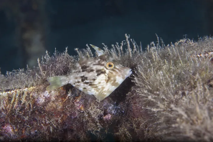 Gerahmter Druck : Brown-Rückenfisch (Stephanolepis hispidus), Lanzarote. Kanarische Inseln, Spanien Gerahmter Druck : Brown-Rückenfisch (Stephanolepis hispidus), Lanzarote. Kanarische Inseln, Spanien