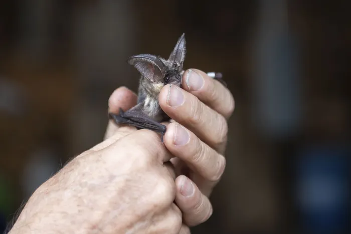Gerahmter Druck : Brown long-eared (Plecotus auritus) wird nach Ringen freigelassen. Gerahmter Druck : Brown long-eared (Plecotus auritus) wird nach Ringen freigelassen.