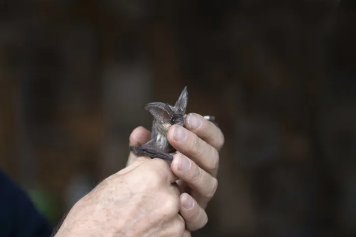 Gerahmter Druck : Brown long-eared (Plecotus auritus) wird nach Ringen freigelassen. Gerahmter Druck : Brown long-eared (Plecotus auritus) wird nach Ringen freigelassen.
