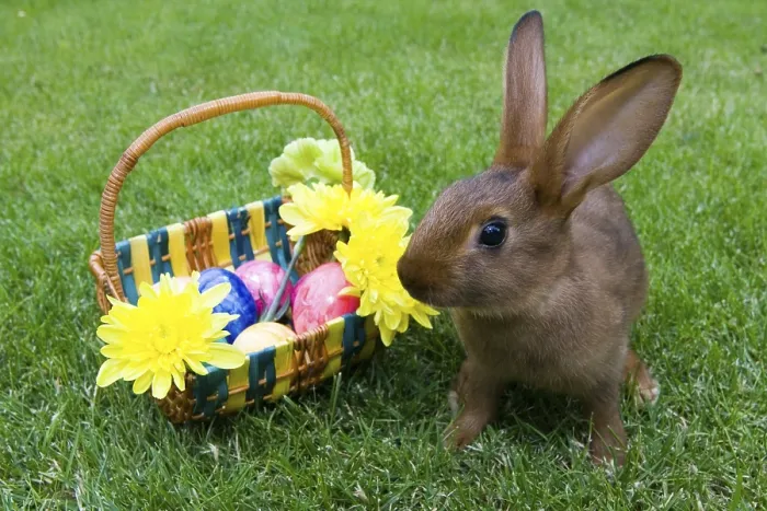 Gerahmter Druck : Ein brauner Kaninchen vor einem Osterkorb mit farbenfrohen Eiern. Gerahmter Druck : Ein brauner Kaninchen vor einem Osterkorb mit farbenfrohen Eiern.