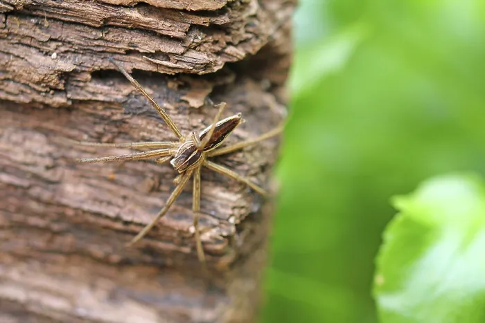 Gerahmter Druck : Eine braune Spinne sitzt auf rauem Baumrinde. Gerahmter Druck : Eine braune Spinne sitzt auf rauem Baumrinde.