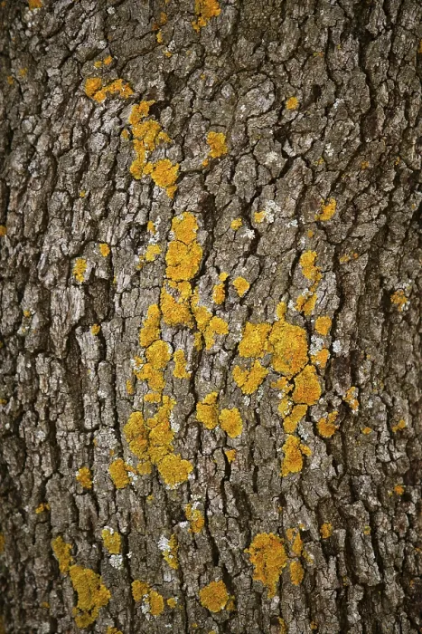 Gerahmter Druck : Braune Baumstammtexturhintergrund in der Natur.