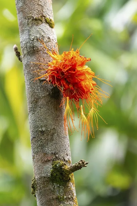 Gerahmter Druck : Brownea macrophylla, blüht auf Baum. Gerahmter Druck : Brownea macrophylla, blüht auf Baum.