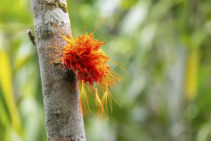 Gerahmter Druck : Brownea macrophylla, blüht auf Baum. Gerahmter Druck : Brownea macrophylla, blüht auf Baum.