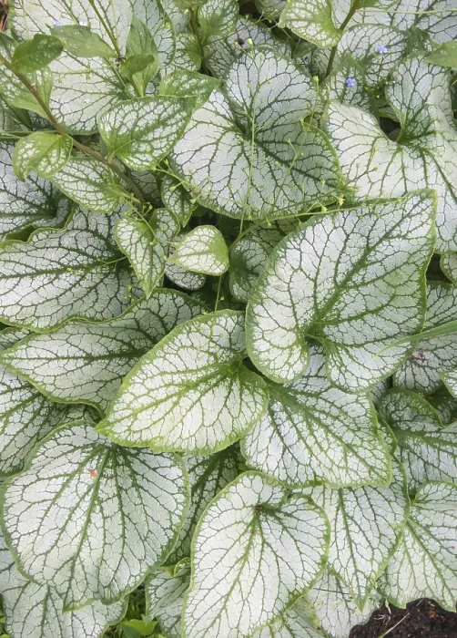 Gerahmter Druck : Brunnera mit gemusterten Blättern im Garten. Gerahmter Druck : Brunnera mit gemusterten Blättern im Garten.