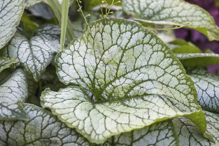 Gerahmter Druck : Brunnera mit gemusterten Blättern im Garten. Gerahmter Druck : Brunnera mit gemusterten Blättern im Garten.