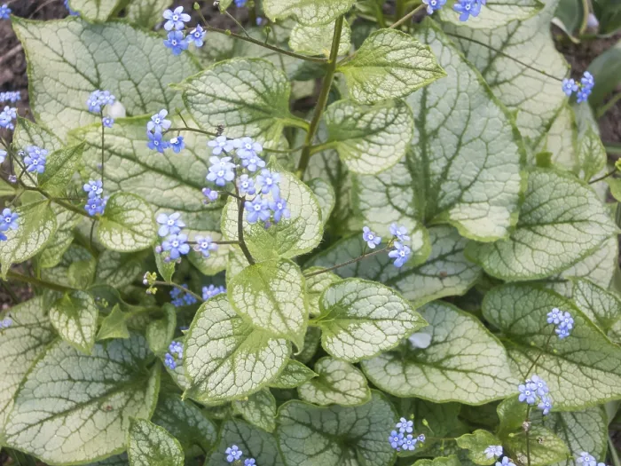 Gerahmter Druck : Brunnera mit gemusterten Blättern im Garten. Gerahmter Druck : Brunnera mit gemusterten Blättern im Garten.