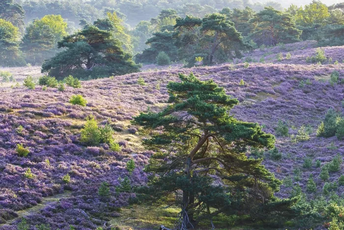 Gerahmter Druck : Brunssumer Heide, Niederlande Gerahmter Druck : Brunssumer Heide, Niederlande