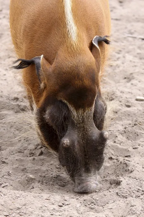 Gerahmter Druck : Der Brush-eared Schwein Gerahmter Druck : Der Brush-eared Schwein