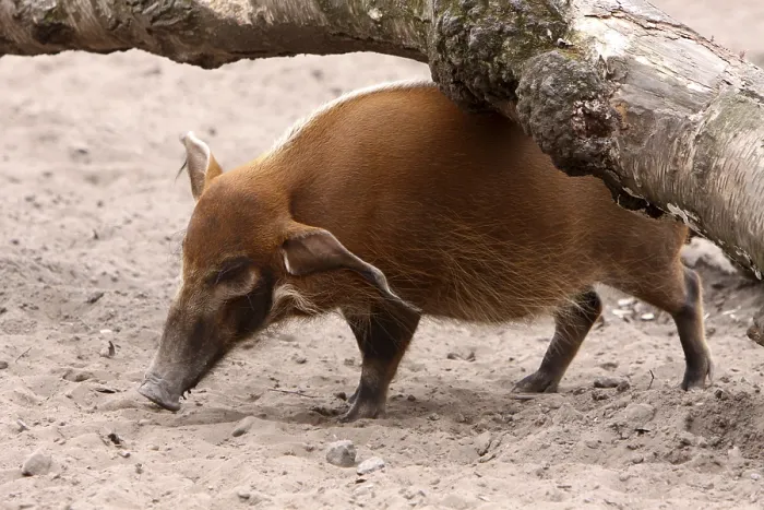 Gerahmter Druck : Der Brush-eared-Schwein Gerahmter Druck : Der Brush-eared-Schwein