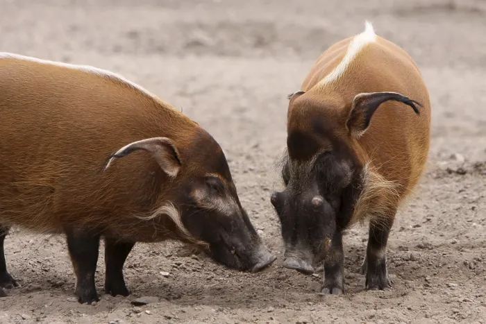 Gerahmter Druck : Schweine mit Bürstenohren Gerahmter Druck : Schweine mit Bürstenohren