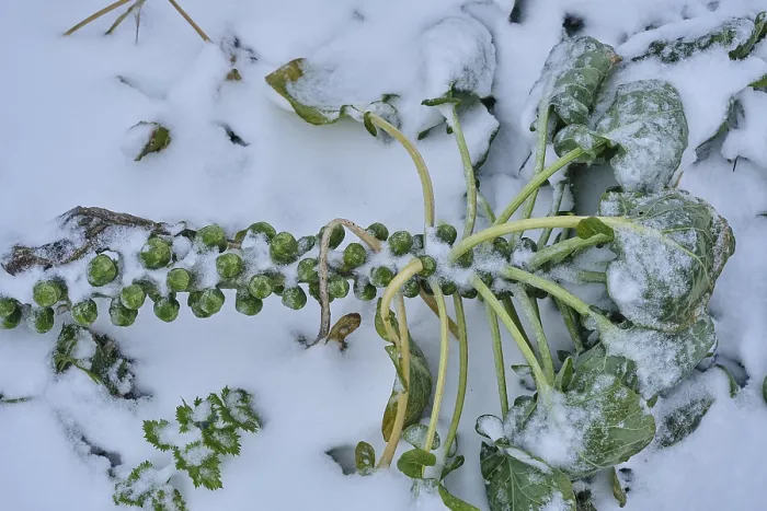 Gerahmter Druck : Brüsseler Rüben in Schnee, Winter. Gerahmter Druck : Brüsseler Rüben in Schnee, Winter.