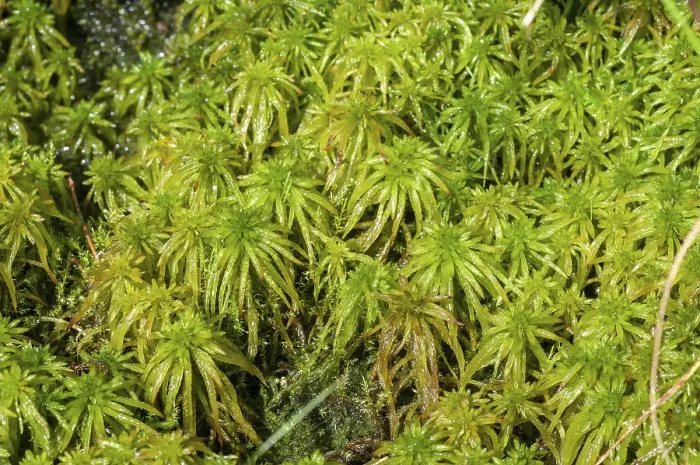 Gerahmter Druck : Bryophytina, Cuspidata, deciduierende Moose. Gerahmter Druck : Bryophytina, Cuspidata, deciduierende Moose.