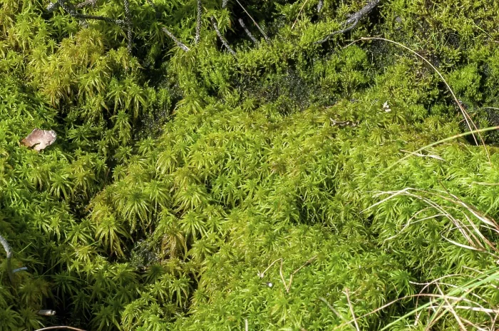 Gerahmter Druck : Bryophytina, Cuspidata, abfallende Moose. Gerahmter Druck : Bryophytina, Cuspidata, abfallende Moose.