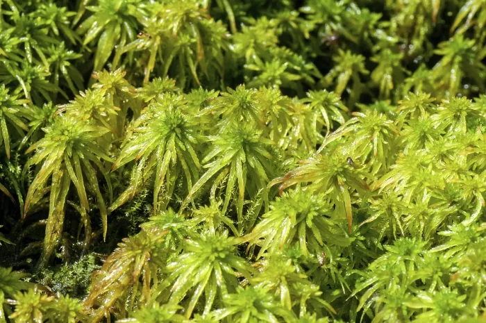 Gerahmter Druck : Bryophytina, Cuspidata, deciduierende Moos. Gerahmter Druck : Bryophytina, Cuspidata, deciduierende Moos.