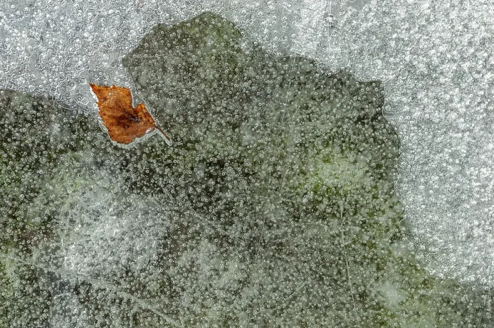 Gerahmter Druck : Blasen mit einem Baumblatt, das in Eis gefangen ist, gebildet sich auf einem Fluss während eines eisigen Winters. Gerahmter Druck : Blasen mit einem Baumblatt, das in Eis gefangen ist, gebildet sich auf einem Fluss während eines eisigen Winters.