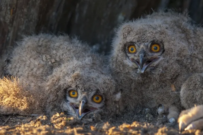 Gerahmter Druck : Bubo bubo, Adler-Uhu, Adler-Uhu Gerahmter Druck : Bubo bubo, Adler-Uhu, Adler-Uhu