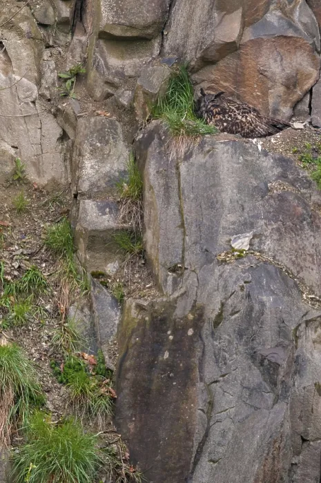 Gerahmter Druck : Bubo Bubo, Uhu, Deutschland, Greiz Gerahmter Druck : Bubo Bubo, Uhu, Deutschland, Greiz