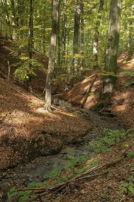 Gerahmter Druck : Buchenberg, Deutschland, Greiz, Thüringen Gerahmter Druck : Buchenberg, Deutschland, Greiz, Thüringen