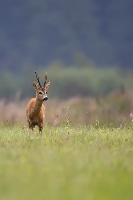 Gerahmter Druck : Hirsch im Wald. Gerahmter Druck : Hirsch im Wald.