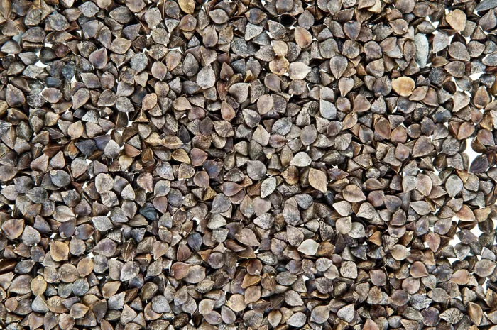 Gerahmter Druck : Haferbohnen Gerahmter Druck : Haferbohnen