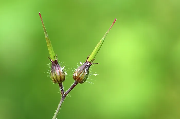 Gerahmter Druck : Saat eines Herberbs, Rotrabe Gerahmter Druck : Saat eines Herberbs, Rotrabe
