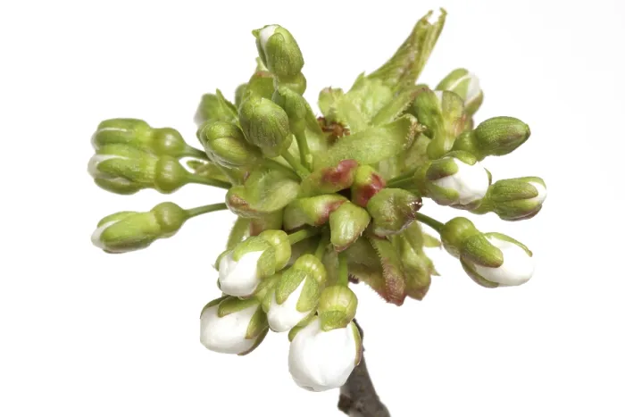 Gerahmter Druck : Blüte der Kirsche Gerahmter Druck : Blüte der Kirsche