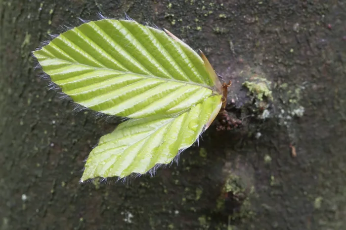 Gerahmter Druck : Blühende Blätter der Gemeinen Buche (Fagus sylvatica) am Baumstamm. Gerahmter Druck : Blühende Blätter der Gemeinen Buche (Fagus sylvatica) am Baumstamm.