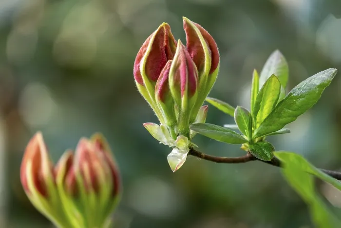 Gerahmter Druck : Blüten einer duftenden Azalee. Gerahmter Druck : Blüten einer duftenden Azalee.