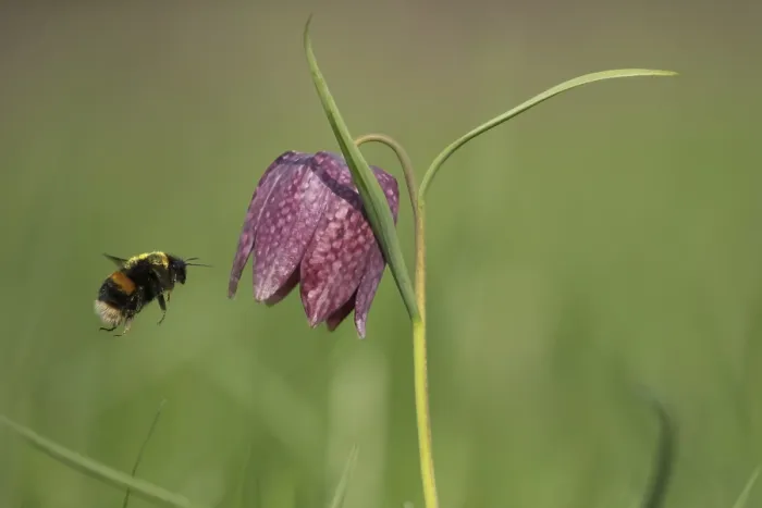 Gerahmter Druck : Bienenwolf (Bombus terrestris) Gerahmter Druck : Bienenwolf (Bombus terrestris)