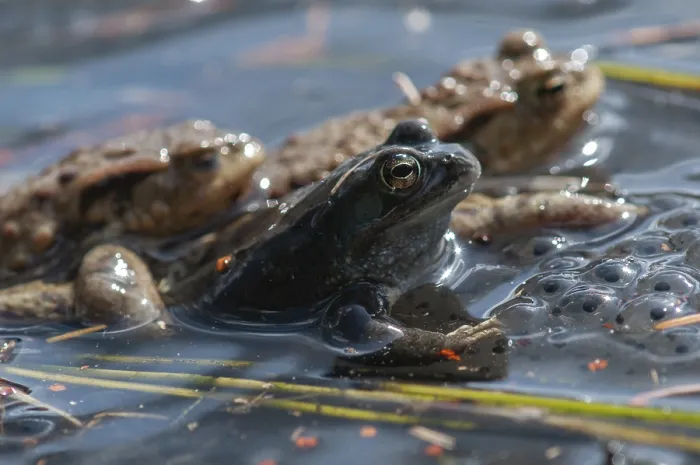 Gerahmter Druck : Bufo bufo, Gemeiner Frosch, Gewöhnlicher Kröte. Gerahmter Druck : Bufo bufo, Gemeiner Frosch, Gewöhnlicher Kröte.
