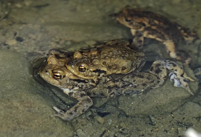 Gerahmter Druck : Bufo bufo, Gemeiner Kröte, Amphibien. Gerahmter Druck : Bufo bufo, Gemeiner Kröte, Amphibien.