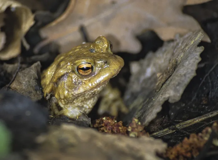 Gerahmter Druck : Bufo bufo, Gemeiner Kröte, Amphibien. Gerahmter Druck : Bufo bufo, Gemeiner Kröte, Amphibien.
