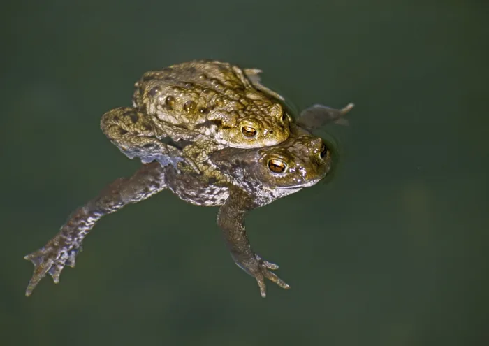 Gerahmter Druck : Bufo bufo, Gemeiner Kröte, Amphibien. Gerahmter Druck : Bufo bufo, Gemeiner Kröte, Amphibien.