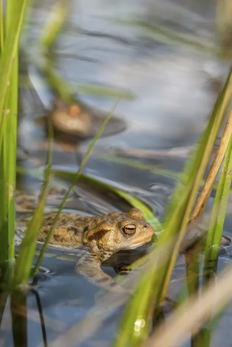 Gerahmter Druck : Bufo bufo, Gemeiner Kröte, Amphibien. Gerahmter Druck : Bufo bufo, Gemeiner Kröte, Amphibien.