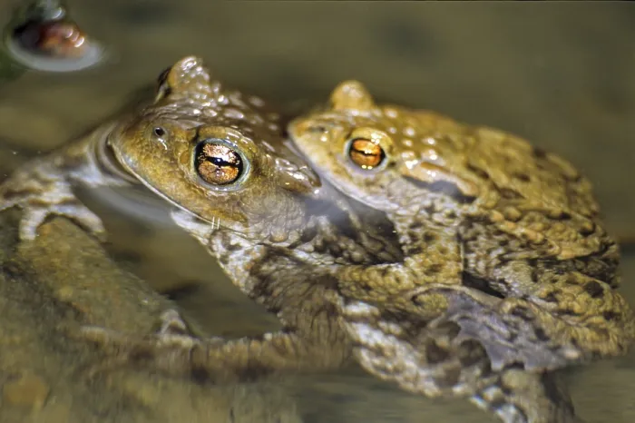 Gerahmter Druck : Bufo bufo, Gemeiner Kröte, Amphibien Gerahmter Druck : Bufo bufo, Gemeiner Kröte, Amphibien
