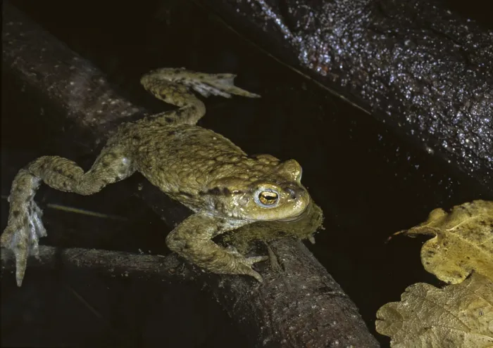 Gerahmter Druck : Bufo bufo, Gemeiner Kröte, Kröte, Amphibien Gerahmter Druck : Bufo bufo, Gemeiner Kröte, Kröte, Amphibien
