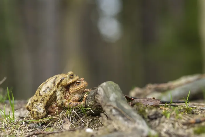Gerahmter Druck : Bufo bufo, Gemeiner Kröte, Kröte, Amphibien. Gerahmter Druck : Bufo bufo, Gemeiner Kröte, Kröte, Amphibien.