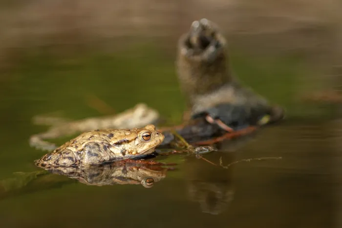 Gerahmter Druck : Bufo bufo, Gemeiner Kröte, Kröte, Amphibien