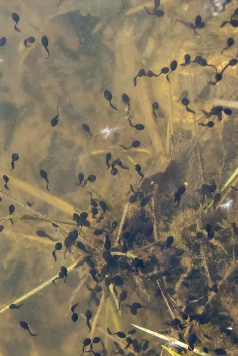 Gerahmter Druck : Bufo bufo, Gemeiner Kröte, Kröte, Amphibien