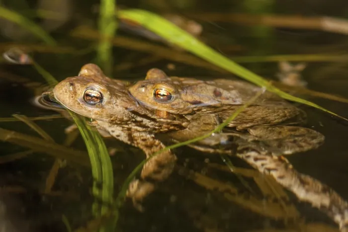 Gerahmter Druck : Bufo bufo, Gemeiner Kröte, Kröte, Amphibien Gerahmter Druck : Bufo bufo, Gemeiner Kröte, Kröte, Amphibien