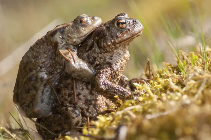 Gerahmter Druck : Bufo bufo, Gemeiner Kröte, Kröte, Amphibien. Gerahmter Druck : Bufo bufo, Gemeiner Kröte, Kröte, Amphibien.