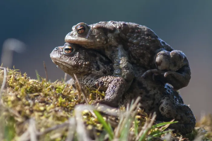 Gerahmter Druck : Bufo bufo, Gemeiner Kröte, Kröte, Amphibien Gerahmter Druck : Bufo bufo, Gemeiner Kröte, Kröte, Amphibien