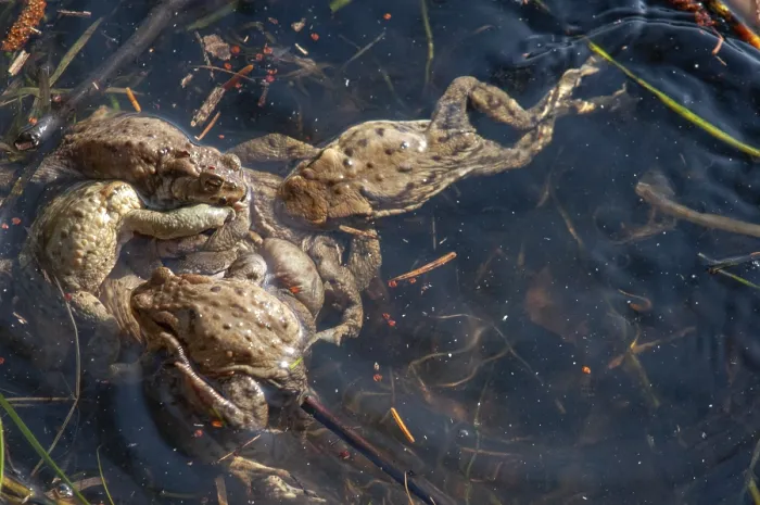 Gerahmter Druck : Bufo bufo, Gemeiner Kröte, Kröte, Amphibien Gerahmter Druck : Bufo bufo, Gemeiner Kröte, Kröte, Amphibien