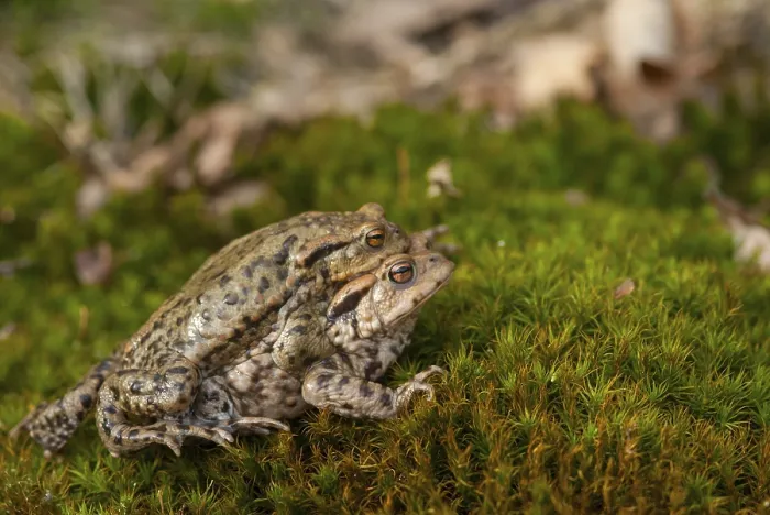 Gerahmter Druck : Bufo bufo, Gemeiner Kröte, Kröte, Amphibien. Gerahmter Druck : Bufo bufo, Gemeiner Kröte, Kröte, Amphibien.